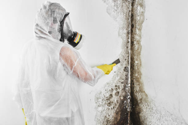 Best Kitchen Mold Remediation in Canyon Creek, WA