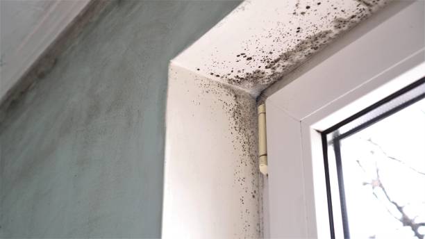 Best Residential Mold Remediation in Canyon Creek, WA