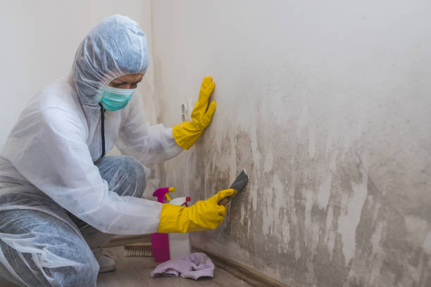 Best Residential Mold Remediation in Canyon Creek, WA