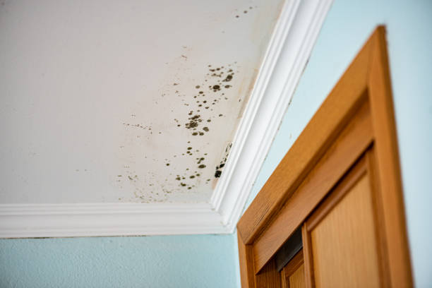 Best Post-Flood Mold Remediation in Canyon Creek, WA