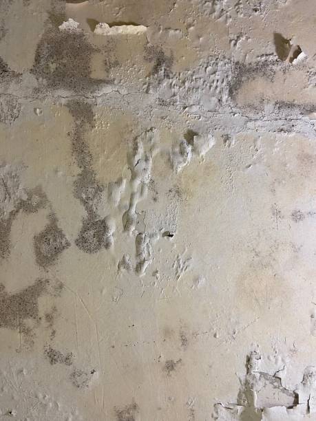 Best Black Mold Remediation in Canyon Creek, WA