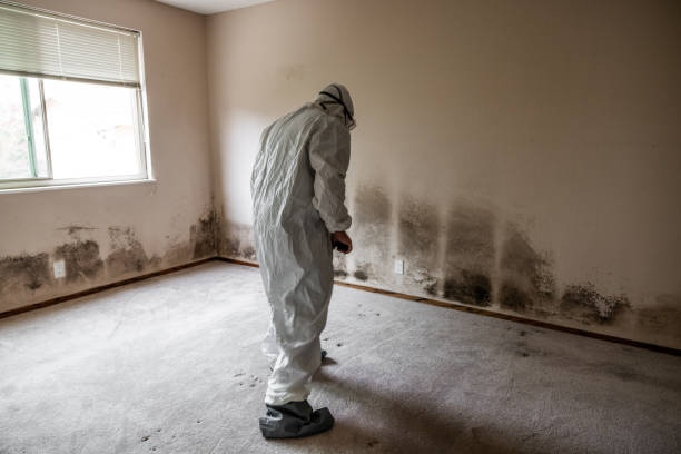 Best Health and Safety Mold Remediation in Canyon Creek, WA