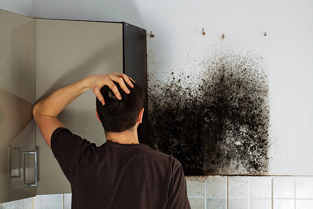 Best Post-Flood Mold Remediation in Canyon Creek, WA