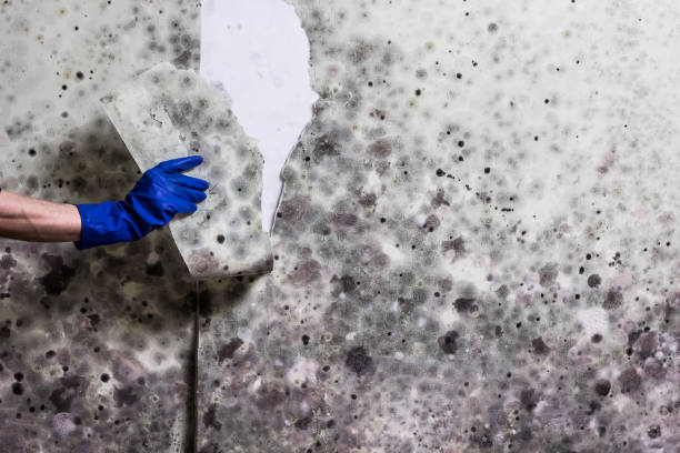 Best Preventive Mold Services in Canyon Creek, WA