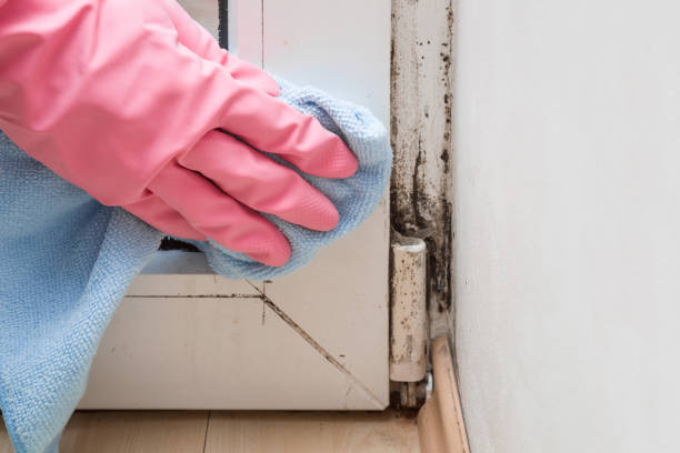 Best HVAC Mold Remediation in Canyon Creek, WA